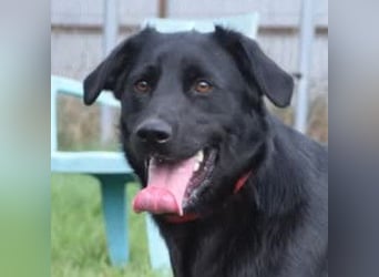 Sam - auf PS in 45768 Marl - fröhlicher, agiler Junghund der es liebt die Welt zu erkunden