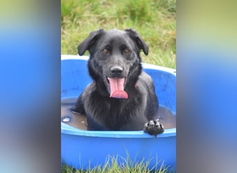 Sam - auf PS in 45768 Marl - fröhlicher, agiler Junghund der es liebt die Welt zu erkunden