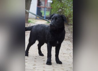 Sam - auf PS in 45768 Marl - fröhlicher, agiler Junghund der es liebt die Welt zu erkunden