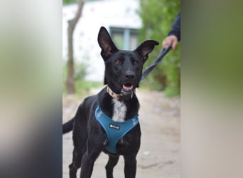 Lindor - charmante, verspielte, verschmuste Labbi Mix Hündin