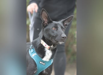 Lindor - charmante, verspielte, verschmuste Labbi Mix Hündin