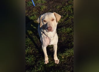 Frodo - freundlicher, liebenswerter Rüde mit zarter Seele