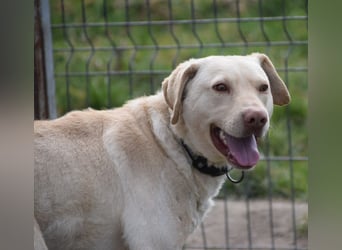 Frodo - freundlicher, liebenswerter Rüde mit zarter Seele