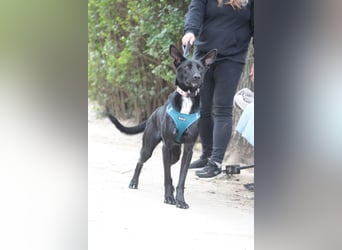 Lindor - charmante, verspielte, verschmuste Labbi Mix Hündin