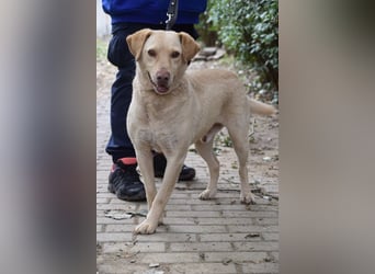 Frodo - freundlicher, liebenswerter Rüde mit zarter Seele