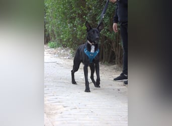 Lindor - charmante, verspielte, verschmuste Labbi Mix Hündin