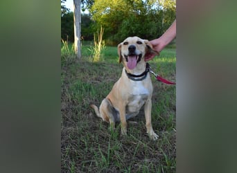 süße Labrador-Magyar Vizla Mischlings-Hündin Vita sucht ihre Menschen
