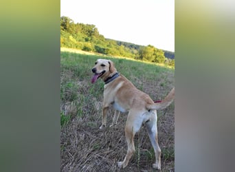süße Labrador-Magyar Vizla Mischlings-Hündin Vita sucht ihre Menschen
