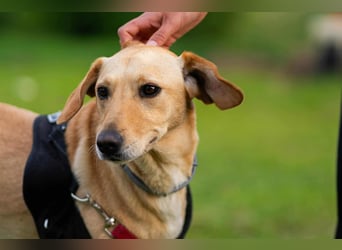 süße Labrador-Magyar Vizla Mischlings-Hündin Vita sucht ihre Menschen