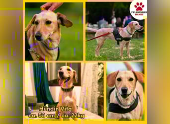 süße Labrador-Magyar Vizla Mischlings-Hündin Vita sucht ihre Menschen