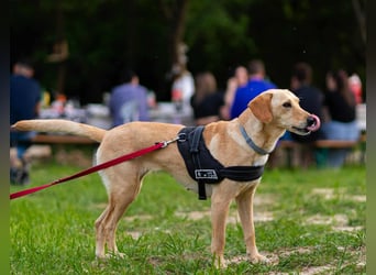 süße Labrador-Magyar Vizla Mischlings-Hündin Vita sucht ihre Menschen