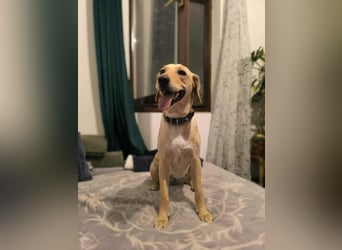 süße Labrador-Magyar Vizla Mischlings-Hündin Vita sucht ihre Menschen