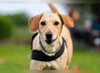 süße Labrador-Magyar Vizla Mischlings-Hündin Vita sucht ihre Menschen