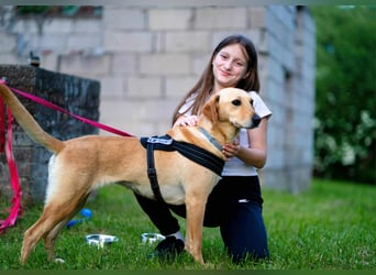süße Labrador-Magyar Vizla Mischlings-Hündin Vita sucht ihre Menschen