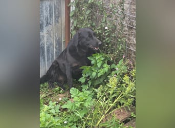 Lena- wurde ausgesetzt