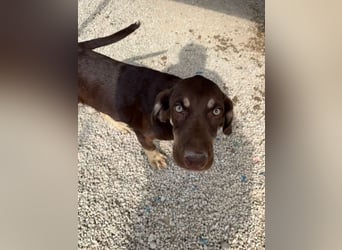 Bruno, ein entspannter Junghund