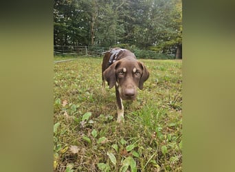 Bruno, ein entspannter Junghund