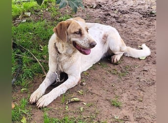 Luna, hat ihre Bezugsperson verloren