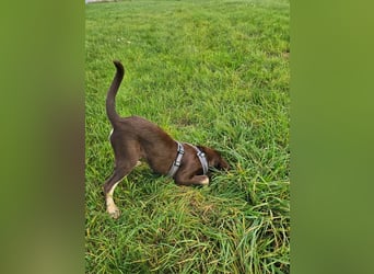 Bruno, ein entspannter Junghund