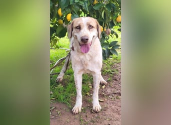 Luna, hat ihre Bezugsperson verloren