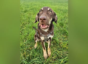 Bruno, ein entspannter Junghund