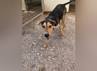 Treue Seele und klasse Junghund BUDDY sucht eine Familie