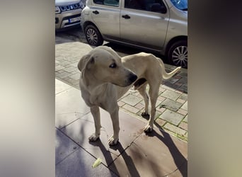 Der ruhige und schöne mit den unglaublich blauen Augen SKY sucht ein Zuhause