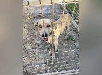 Der ruhige und schöne mit den unglaublich blauen Augen SKY sucht ein Zuhause