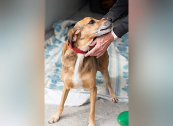 Sanfter und anhänglicher Rüde DIRK sucht eine Familie