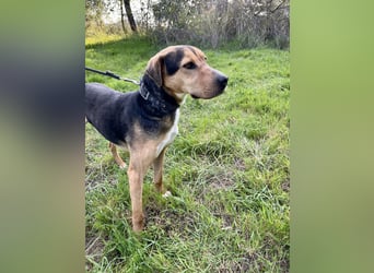 Treue Seele und klasse Junghund BUDDY sucht eine Familie