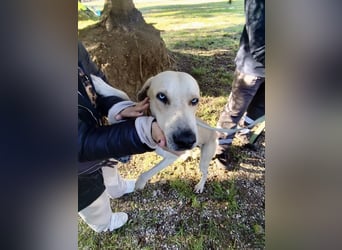 Der ruhige und schöne mit den unglaublich blauen Augen SKY sucht ein Zuhause