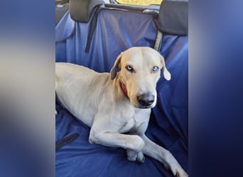 Der ruhige und schöne mit den unglaublich blauen Augen SKY sucht ein Zuhause