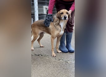 Sanfter und anhänglicher Rüde DIRK sucht eine Familie