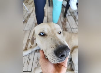 Der ruhige und schöne mit den unglaublich blauen Augen SKY sucht ein Zuhause