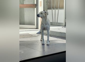 Der ruhige und schöne mit den unglaublich blauen Augen SKY sucht ein Zuhause