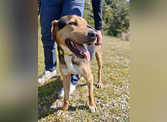 Treue Seele und klasse Junghund BUDDY sucht eine Familie