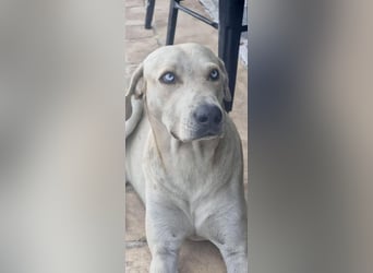 Der ruhige und schöne mit den unglaublich blauen Augen SKY sucht ein Zuhause