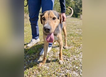 Treue Seele und klasse Junghund BUDDY sucht eine Familie