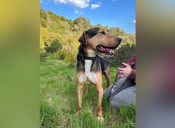 Treue Seele und klasse Junghund BUDDY sucht eine Familie