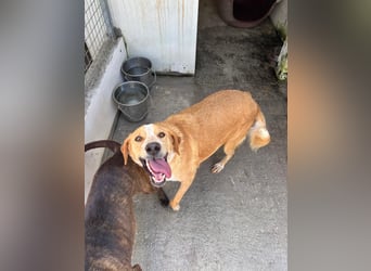 Super fröhlicher Mischlingsrüde SMILE sucht ein Zuhause!