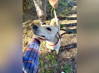 Der ruhige und schöne mit den unglaublich blauen Augen SKY sucht ein Zuhause