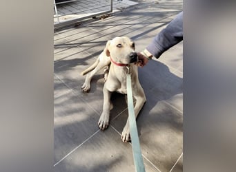 Der ruhige und schöne mit den unglaublich blauen Augen SKY sucht ein Zuhause