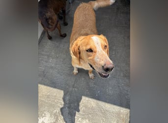 Super fröhlicher Mischlingsrüde SMILE sucht ein Zuhause!