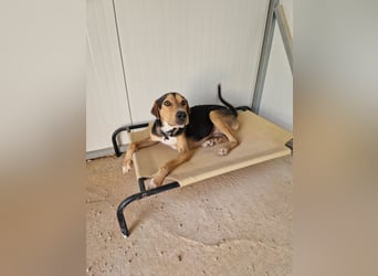 Treue Seele und klasse Junghund BUDDY sucht eine Familie