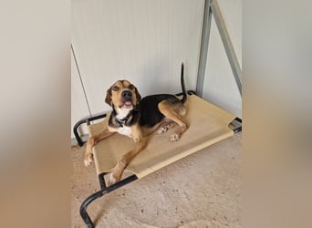 Treue Seele und klasse Junghund BUDDY sucht eine Familie