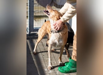 Super fröhlicher Mischlingsrüde SMILE sucht ein Zuhause!