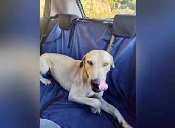 Der ruhige und schöne mit den unglaublich blauen Augen SKY sucht ein Zuhause