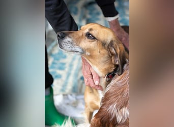 Sanfter und anhänglicher Rüde DIRK sucht eine Familie