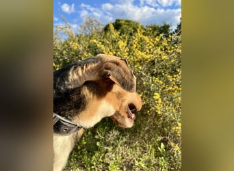 Treue Seele und klasse Junghund BUDDY sucht eine Familie