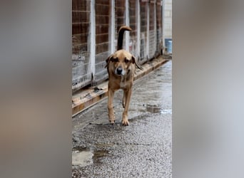 Sanfter und anhänglicher Rüde DIRK sucht eine Familie